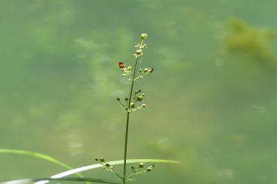 <i>Scrophularia auriculata</i>