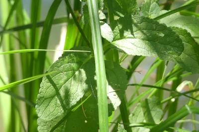 <i>Scrophularia auriculata</i>