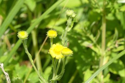 <i>Pulicaria dysenterica</i>