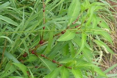 <i>Persicaria lapathifolia</i>