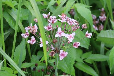 <i>Butomus umbellatus</i>