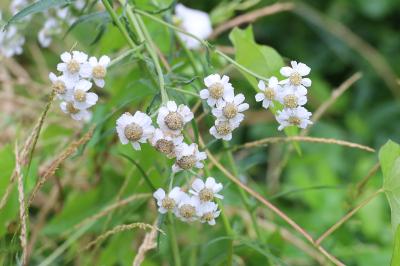 <i>Achillea ptarmica</i>