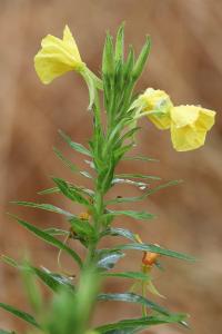 <i>Oenothera biennis</i>