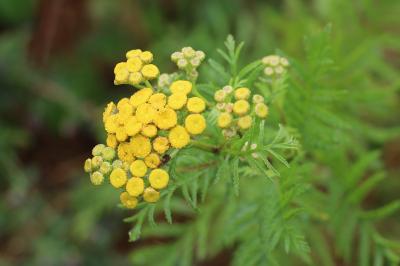 <i>Tanacetum vulgare</i>