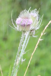 <i>Dipsacus fullonum</i>
