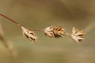 <i>Carex colchica</i>
