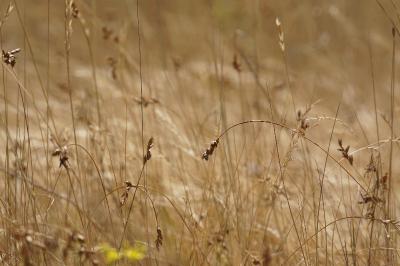 <i>Carex colchica</i>