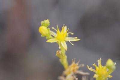 <i>Sedum sexangulare</i>