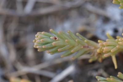 <i>Sedum sexangulare</i>