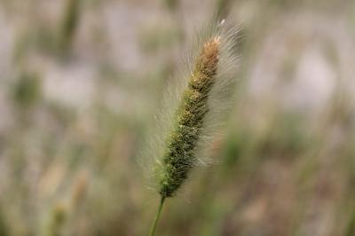 <i>Polypogon monspeliensis</i>
