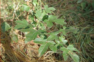 <i>Acer campestre</i>