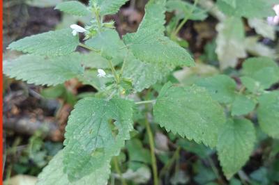 <i>Melissa officinalis</i>