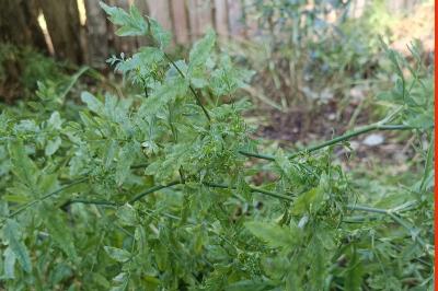 <i>Berula erecta</i>