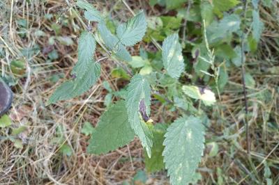 <i>Urtica dioica</i>