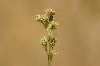 <i>Bupleurum gerardi</i>