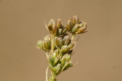 <i>Bupleurum gerardi</i>