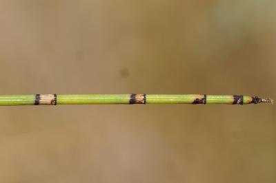 <i>Equisetum x moorei</i>