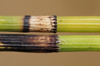 <i>Equisetum x moorei</i>