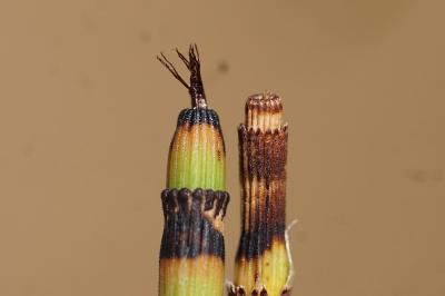 <i>Equisetum x moorei</i>
