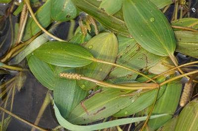 <i>Potamogeton nodosus</i>