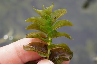 <i>Potamogeton perfoliatus</i>