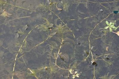 <i>Potamogeton perfoliatus</i>