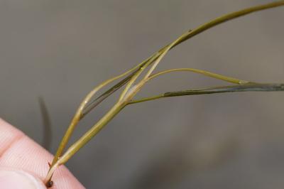 <i>Stuckenia pectinata</i>