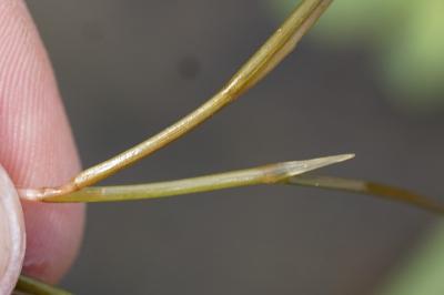 <i>Stuckenia pectinata</i>