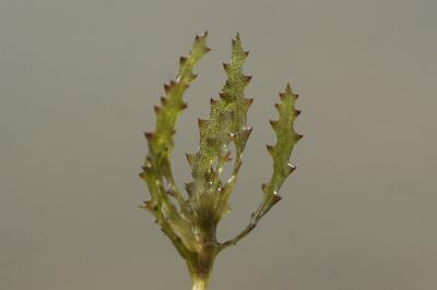 <i>Najas marina</i>