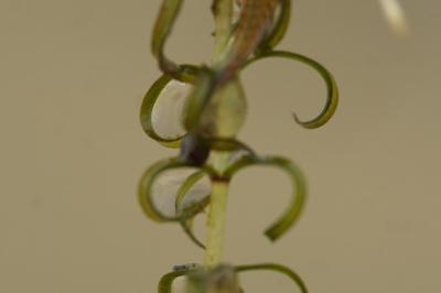 <i>Elodea nuttallii</i>