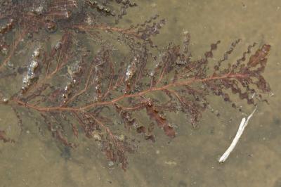 <i>Potamogeton crispus</i>
