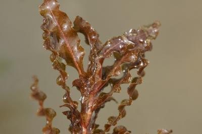 <i>Potamogeton crispus</i>