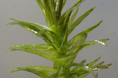 <i>Elodea densa</i>