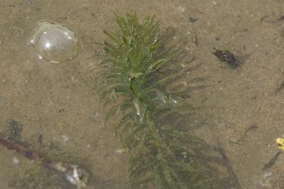 <i>Elodea densa</i>