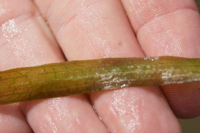 <i>Vallisneria spiralis</i>