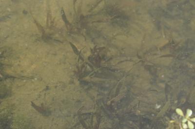 <i>Vallisneria spiralis</i>