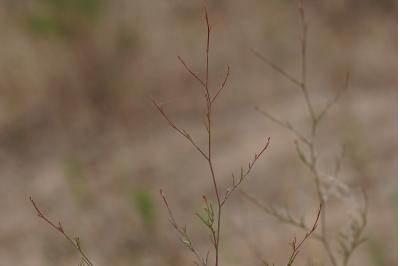 <i>Epilobium brachycarpum</i>