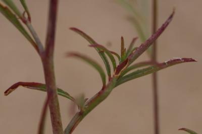 <i>Epilobium brachycarpum</i>