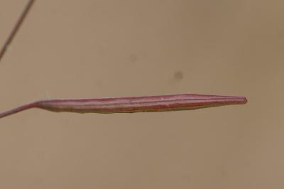 <i>Epilobium brachycarpum</i>