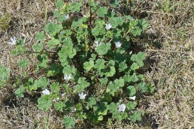 <i>Malva neglecta</i>