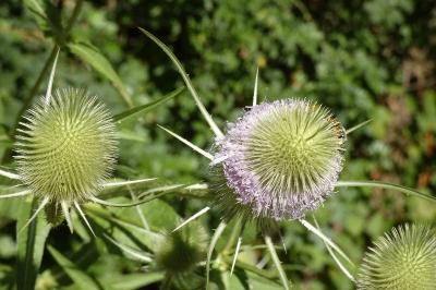 <i>Dipsacus fullonum</i>