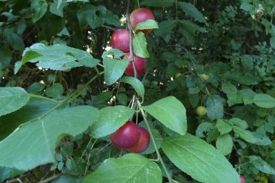 <i>Prunus cerasifera</i>