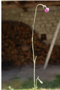 <i>Cirsium tuberosum</i>