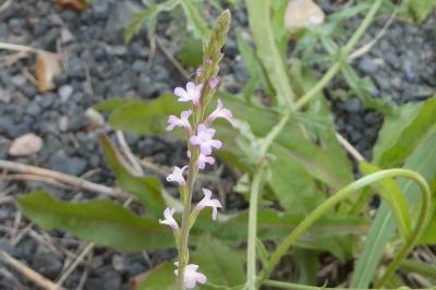<i>Verbena officinalis</i>