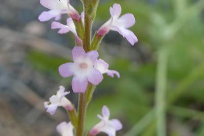 <i>Verbena officinalis</i>