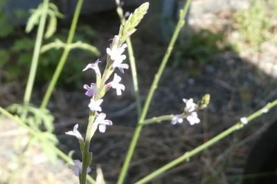 <i>Verbena officinalis</i>