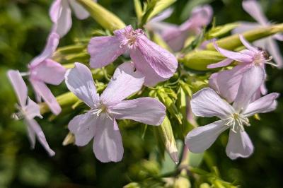 <i>Saponaria officinalis</i>