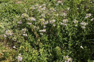 <i>Saponaria officinalis</i>