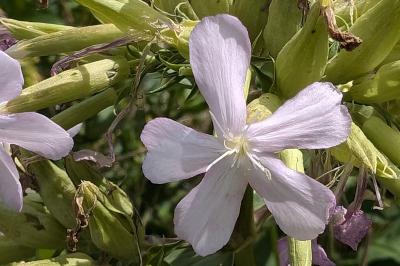 <i>Saponaria officinalis</i>