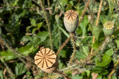 <i>Papaver rhoeas</i>